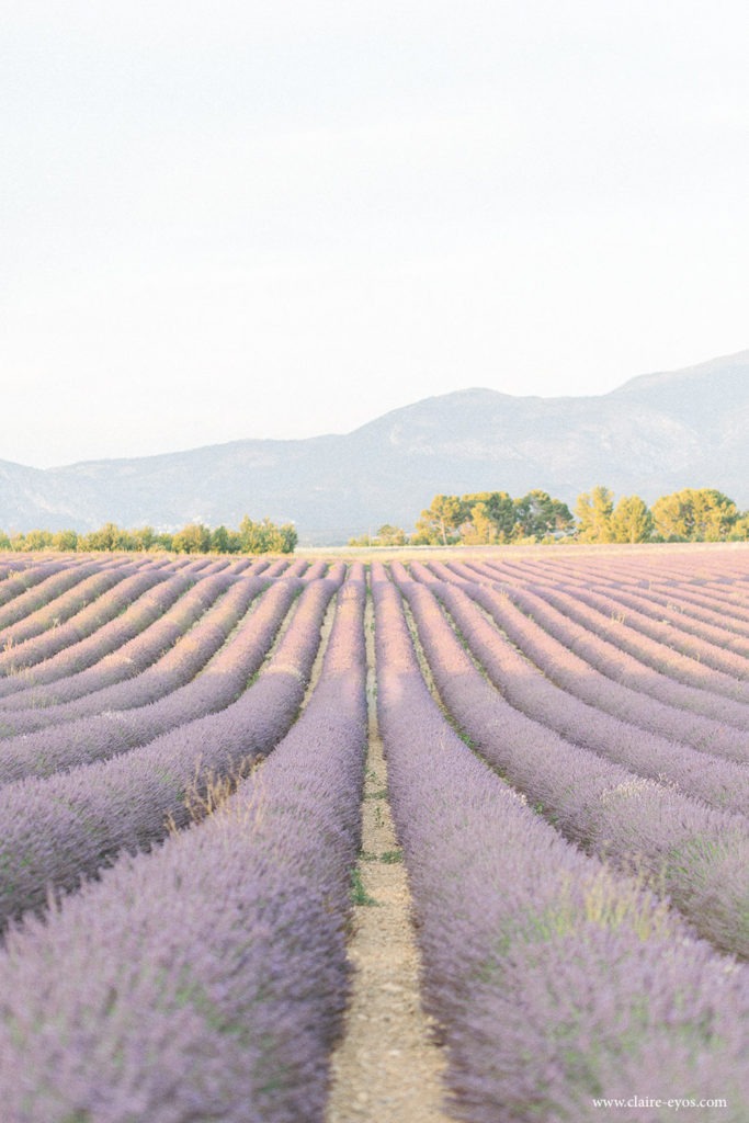 When and where to shoot lavender fields in France 1